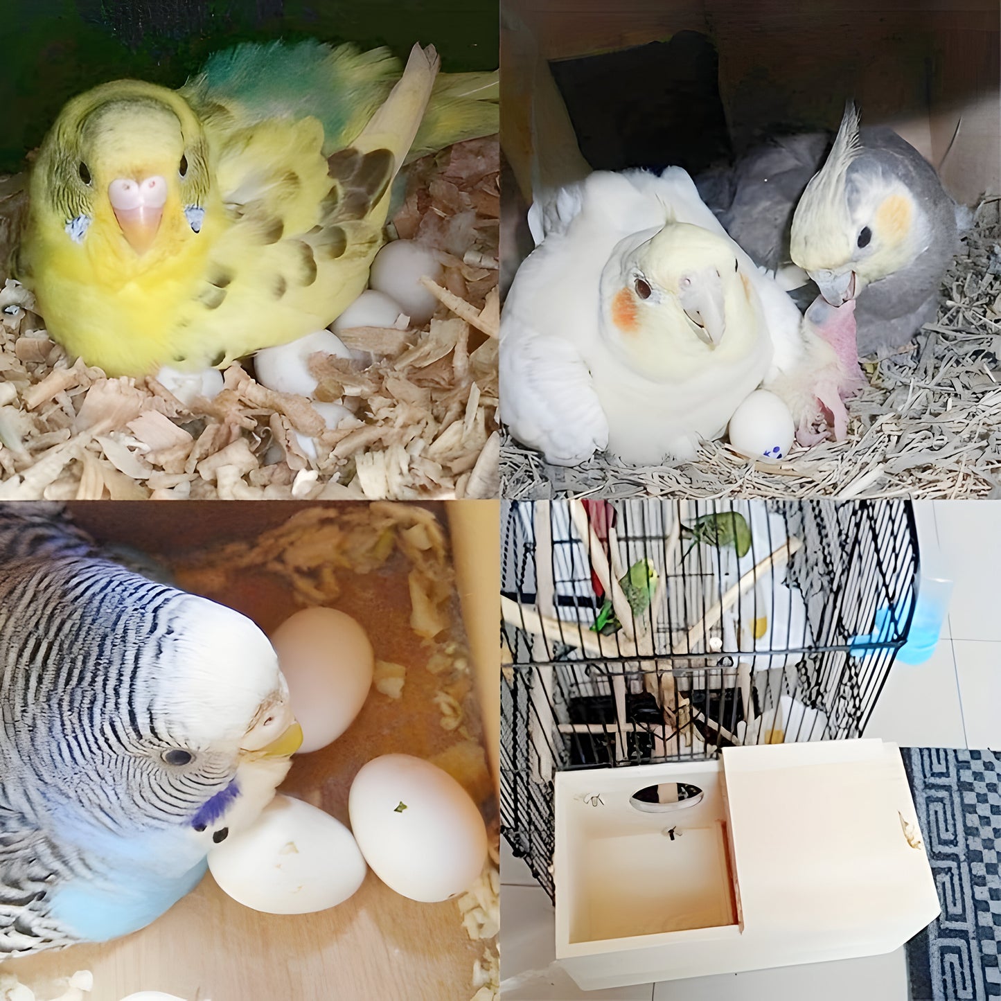 Vogelhaus Holz Nistkasten für Sittiche