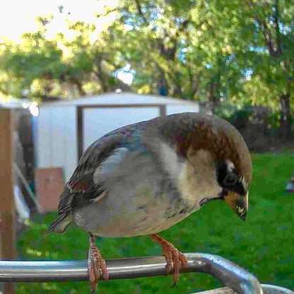 Vogelfutterhaus Kamera Solar Outdoor Vogelhaus