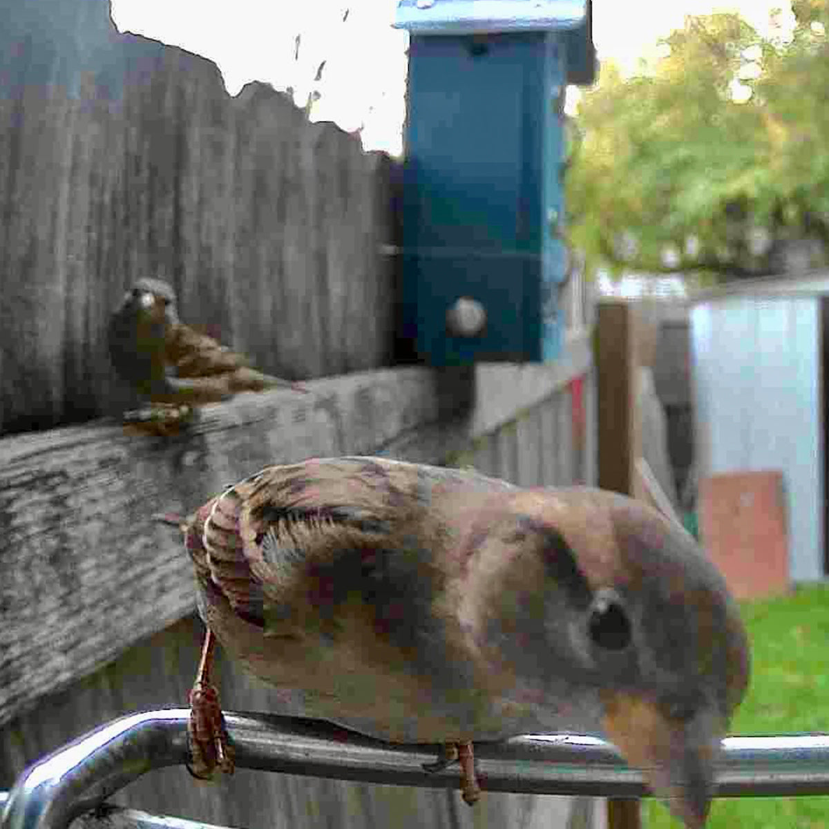 Vogelfutterhaus Kamera Solar Outdoor Vogelhaus
