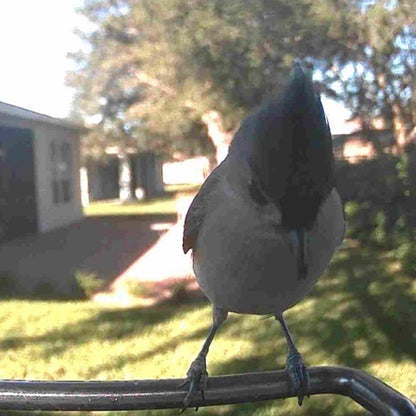 Vogelfutterhaus Kamera Solar Outdoor Vogelhaus