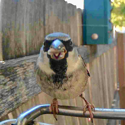 Vogelfutterhaus Kamera Solar Outdoor Vogelhaus