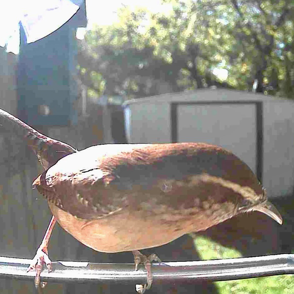 Vogelfutterhaus Kamera Solar Outdoor Vogelhaus