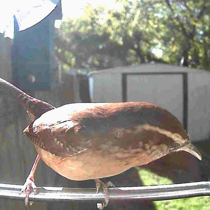 Vogelfutterhaus Kamera Solar Outdoor Vogelhaus