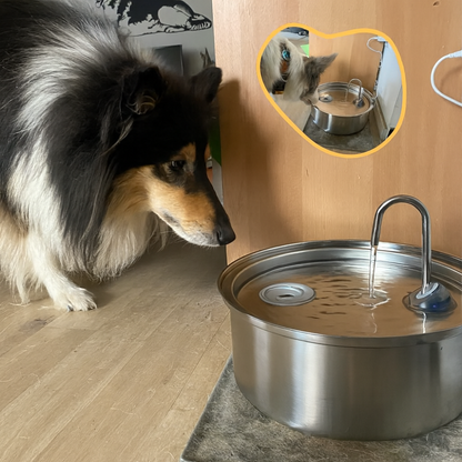 Dog Drinking Fountain Stainless Steel Automatic Quiet Hygienic Bowl