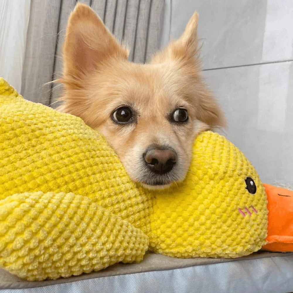 Hundespielzeug Quietschente