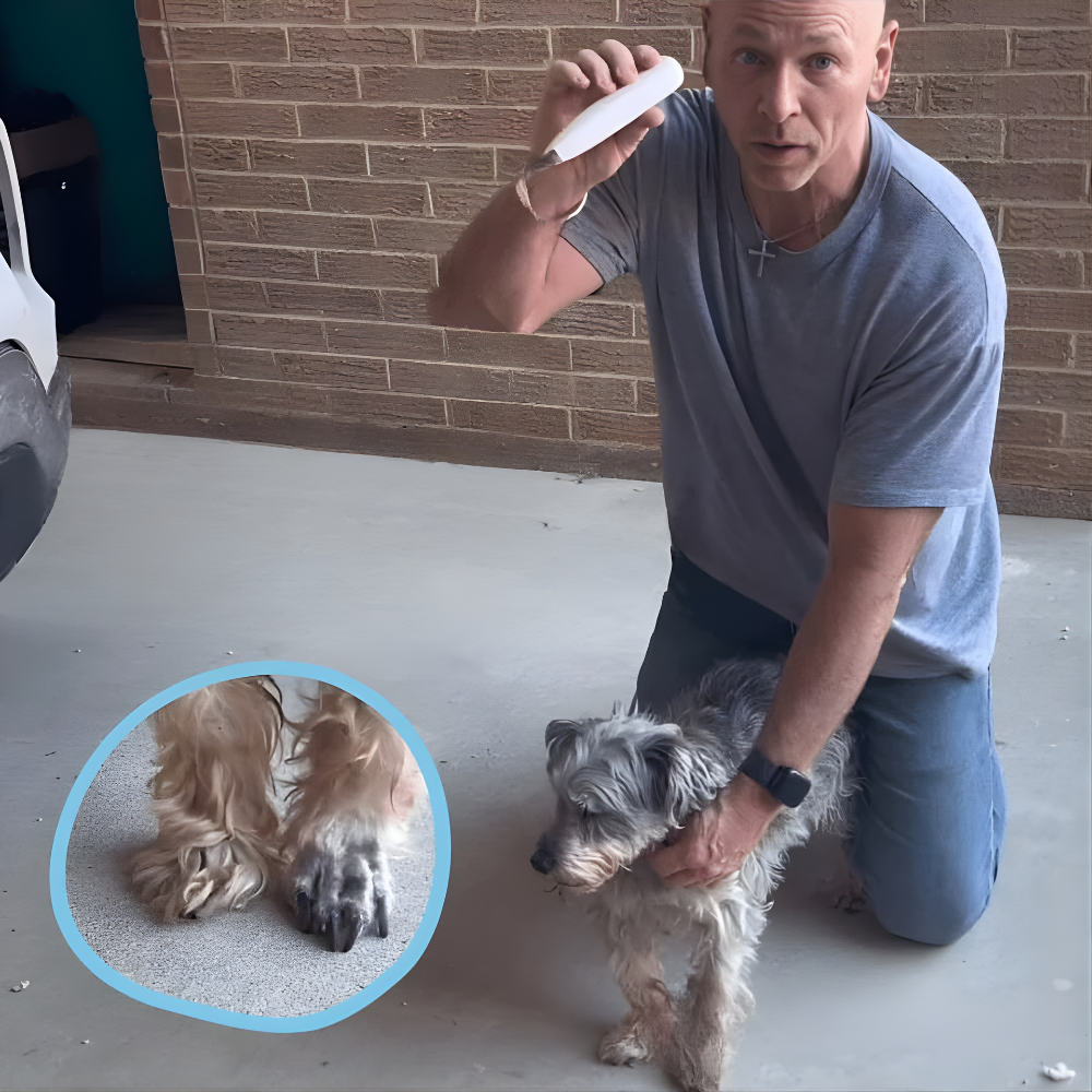 Pfotentrimmer Hunde Leise Wasserdicht Hautschonend Elektrisch