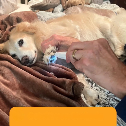 Pfotentrimmer Hunde Leise Wasserdicht Hautschonend Elektrisch