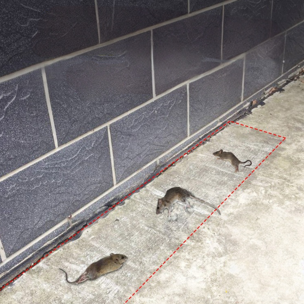 Mouse Trap Large Glue Pest Control Board