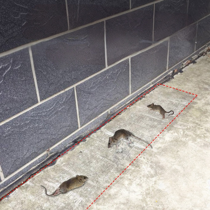 Mouse Trap Large Glue Pest Control Board