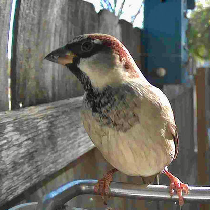 Vogelfutterhaus Kamera Solar Outdoor Vogelhaus