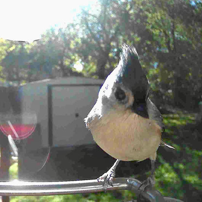 Vogelfutterhaus Kamera Solar Outdoor Vogelhaus