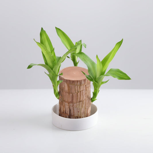Indoor Plant Feng Shui Decorative Low Care Tabletop