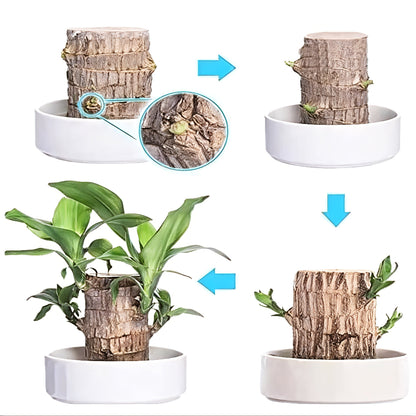 Indoor Plant Feng Shui Decorative Easy Care Wood Design