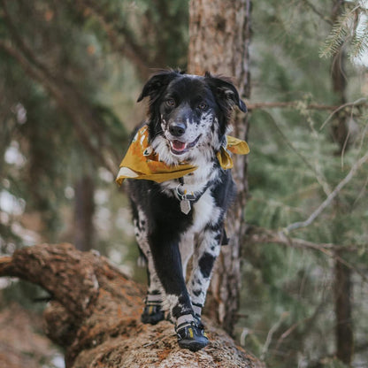 Waterproof Winter Dog Shoes Cold Temperatures