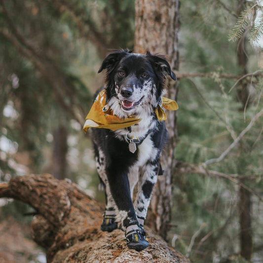 Waterproof Winter Dog Shoes Cold Temperatures