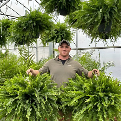 Kunstpflanze Boston Farn Hängend Grün