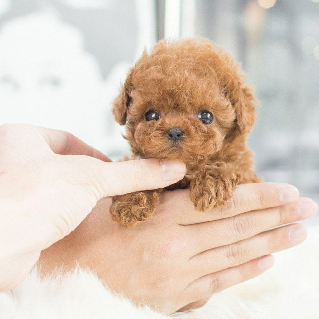 Jouet Chien Interactif Occupation Chiot Stimule Intelligence