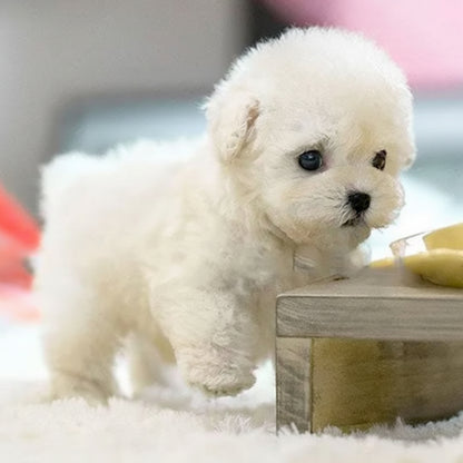 Jouet Chien Interactif Occupation Chiot Stimule Intelligence