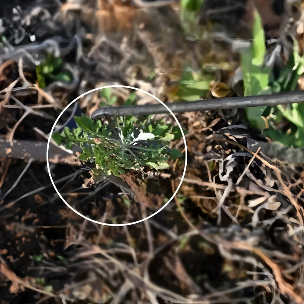 Unkrautentferner Handgerät Stahl Gartenwerkzeug