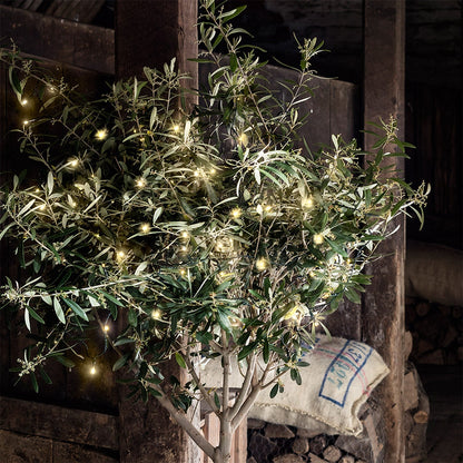 LL200YW_200-Warm-White-Battery-Lights-olive-tree-barn_P2.jpg