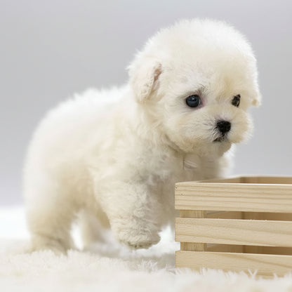 Interactive Plush Dog Toy Fun Engaging Pet Playmate